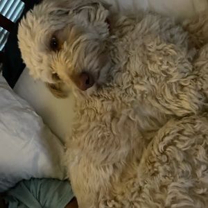 Meet your Posher, Kristopher